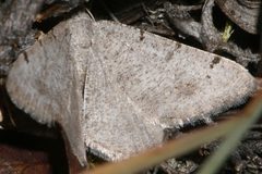 Digrammia delectata2 by CBG Photography Group, Centre for Biodiversity Genomics. Used under a CC0 license.