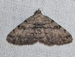 Digrammia gnophosaria 1 by Jacy Lucier. Used under a CC BY-SA 4.0 license.