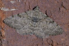Digrammia gnophosaria P1580752a by
xpda. Used under a CC BY-SA 4.0 license.