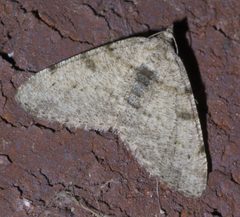 Digrammia gnophosaria P1580934a by 
xpda. Used under a CC BY-SA 4.0 license.