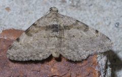 Digrammia gnophosaria P1590248a by 
xpda. Used under a CC BY-SA 4.0 license.