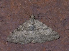 Digrammia gnophosaria P1590832a by 
xpda. Used under a CC BY-SA 4.0 license.