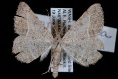 Digrammia irrorata1 by Jeremy deWaard, University of British Columbia. Used under a CC BY 3.0 license.