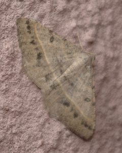 Digrammia irrorata pale by JerryFriedman. Used under a CC BY-SA 3.0 license.