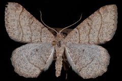 Digrammia muscariata by Jeremy deWaard, University of British Columbia. Used under a CC BY 3.0 license.