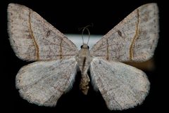 Digrammia neptaria by Jeremy deWaard, University of British Columbia. Used under a CC BY 3.0 license.