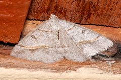 Digrammia neptaria 01 by Libby Avis, CBG Photography Group, Centre for Biodiversity Genomics. Used under a CC0 license.