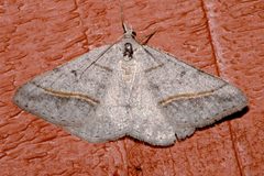 Digrammia neptaria 02 by Libby Avis, CBG Photography Group, Centre for Biodiversity Genomics. Used under a CC0 license.