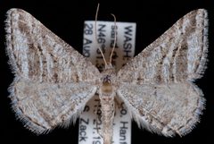 Digrammia nubiculata by Jeremy deWaard, University of British Columbia. Used under a CC BY 3.0 license.