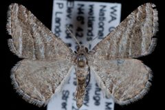 Digrammia nubiculata1 by Jeremy deWaard, University of British Columbia. Used under a CC BY 3.0 license.
