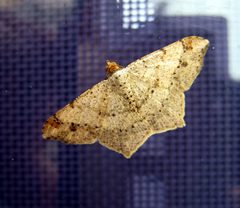Digrammia ocellinata IMG 1191a by 
xpda. Used under a CC BY-SA 4.0 license.