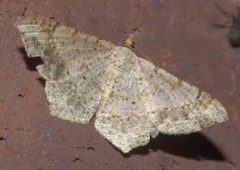 Digrammia ocellinata P1310840a by 
xpda. Used under a CC BY-SA 4.0 license.