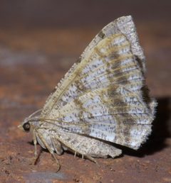 Digrammia ocellinata P1440898a by 
xpda. Used under a CC BY-SA 4.0 license.