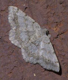 Digrammia ocellinata P1440917a by 
xpda. Used under a CC BY-SA 4.0 license.