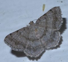 Digrammia ocellinata P1450687a by 
xpda. Used under a CC BY-SA 4.0 license.