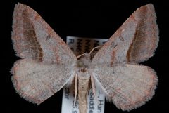Digrammia subminiata1 by Jeremy deWaard, University of British Columbia. Used under a CC BY 3.0 license.