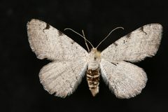 Digrammia triviata by Jeremy deWaard, University of British Columbia. Used under a CC BY 3.0 license.