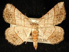 Eumacaria madopata by Jeremy deWaard, University of British Columbia. Used under a CC BY 3.0 license.