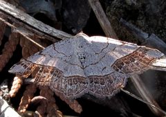 Eumacaria madopata 1 by Jacy Lucier. Used under a CC BY-SA 4.0 license.