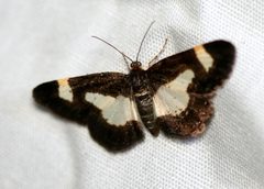 Heliomata cycladata by Cyndy Sims Parr. Used under a CC BY-SA 2.0 license.