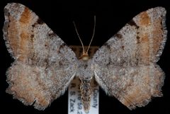 Macaria adonis by Jeremy deWaard, University of British Columbia. Used under a CC BY 3.0 license.