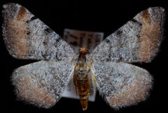 Macaria adonis1 by Jeremy deWaard, University of British Columbia. Used under a CC BY 3.0 license.