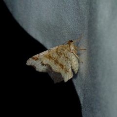 Macaria aemulataria by John B.. Used under a CC BY 2.0 license.