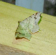 Macaria aemulataria - Flickr - gailhampshire by gailhampshire from Cradley, Malvern, U.K. Used under a CC BY 2.0 license.