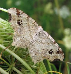Macaria aemulataria 1 by Jacy Lucier. Used under a CC BY-SA 4.0 license.