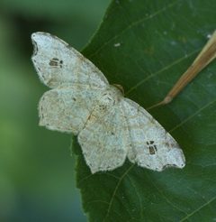 Macaria aemulataria P1100534a by 
xpda. Used under a CC BY-SA 4.0 license.
