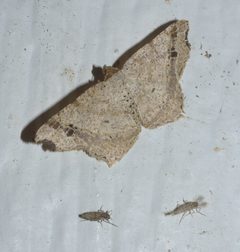 Macaria aemulataria P1110439a by 
xpda. Used under a CC BY-SA 4.0 license.