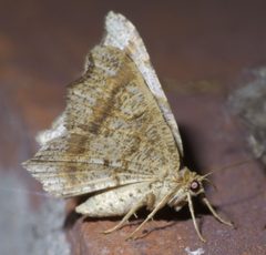 Macaria aemulataria P1450351a by 
xpda. Used under a CC BY-SA 4.0 license.