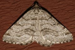 Macaria decorata 01 by CBG Photography Group, Centre for Biodiversity Genomics. Used under a CC0 license.