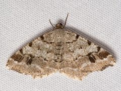 Macaria fissinotata1 by Mike Boone. Used under a CC BY-SA 2.5 license.