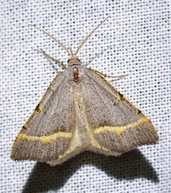 Macaria guenearia iNat Photo 287953273 by Cricket Raspet. Used under a CC BY 4.0 license.