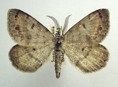 Macaria loricaria by M. Virtala. Used under a Copyrighted free use license.