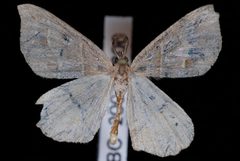 Macaria lorquinaria by Jeremy deWaard, University of British Columbia. Used under a CC BY 3.0 license.