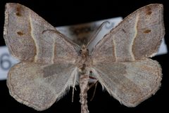 Macaria lorquinaria1 by Jeremy deWaard, University of British Columbia. Used under a CC BY 3.0 license.