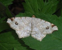 Macaria notata by Maarit Koivisto. Used under a Copyrighted free use license.