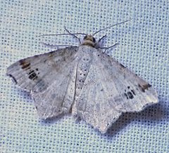 Macaria notata 1 by Jacy Lucier. Used under a CC BY-SA 4.0 license.