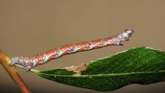 Macaria notata larva by Marianne Niemelä. Used under a Copyrighted free use license.