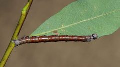 Macaria notata larva1 by Marianne Niemelä. Used under a Copyrighted free use license.