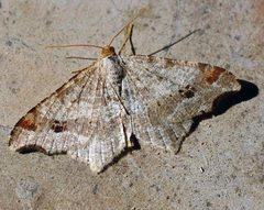 Semiothisa notata01 by wikipedia. Used under a Attribution license.