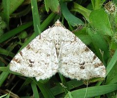 Macaria pinistrobata by Jacy Lucier. Used under a CC BY-SA 4.0 license.
