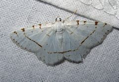 Macaria pustularia female by Jacy Lucier. Used under a CC BY-SA 4.0 license.