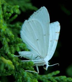 Macaria pustularia female 1 by Jacy Lucier. Used under a CC BY-SA 4.0 license.