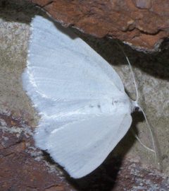 Speranza pustularia P1420482a by 
xpda. Used under a CC BY-SA 4.0 license.