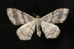 Macaria sexmaculata by Jeremy deWaard, University of British Columbia. Used under a CC BY 3.0 license.