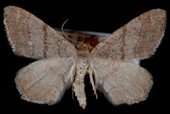 Macaria sexmaculata1 by Jeremy deWaard, University of British Columbia. Used under a CC BY 3.0 license.