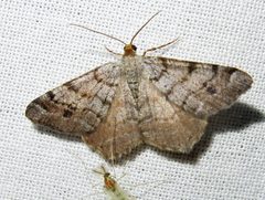 Macaria sexmaculata 1 by Jacy Lucier. Used under a CC BY-SA 4.0 license.